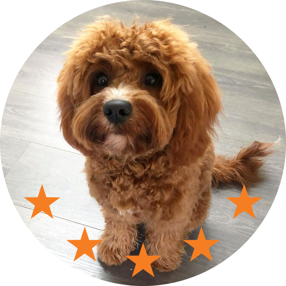 The Fur Salon by Rufus & Coco (Mosman)
